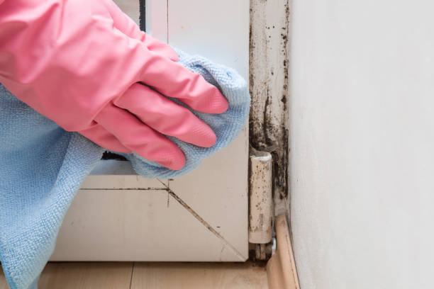 Best Basement Mold Removal  in USA